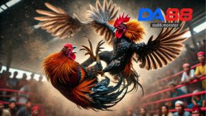 Đá Gà Trực Tiếp